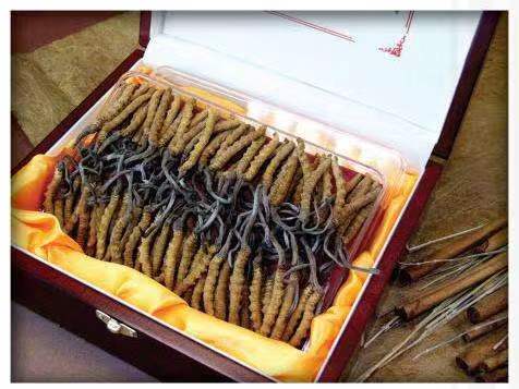 梅州冬虫夏草回收?